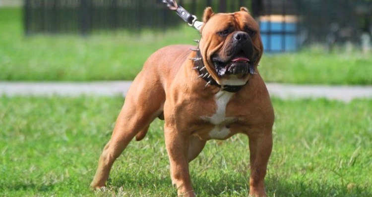 American Bandogge Mastiff