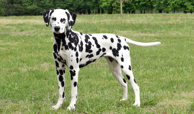 Dalmatian