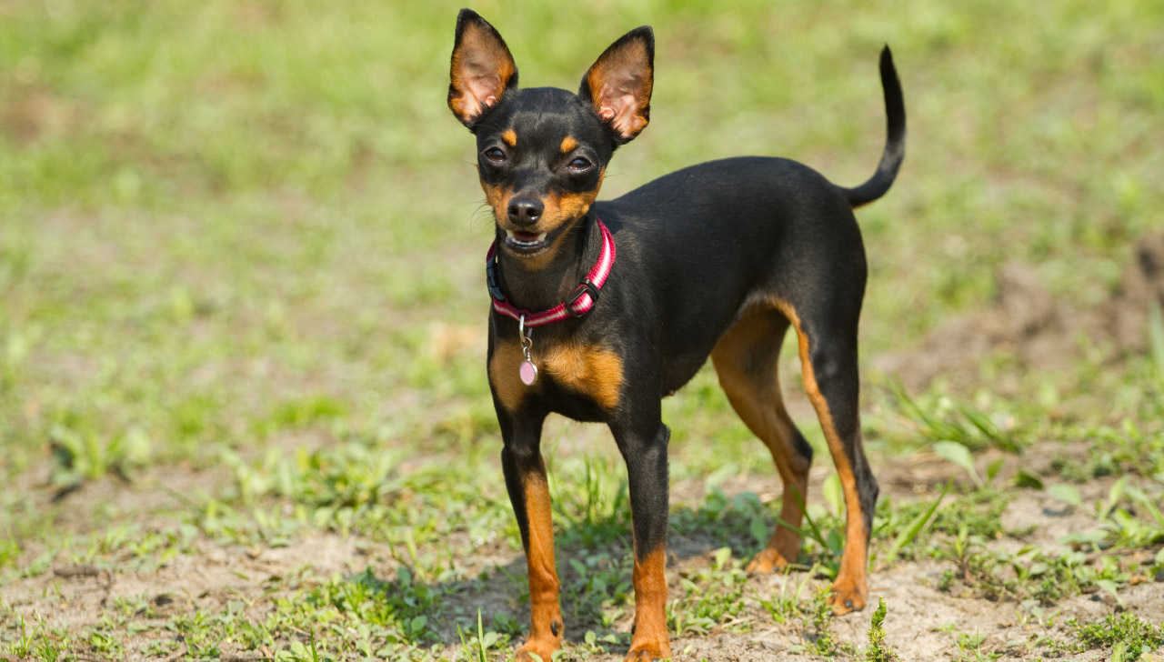 Miniature Pinscher