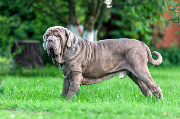 Mastino Napoletano