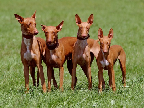 Pharaoh Hound