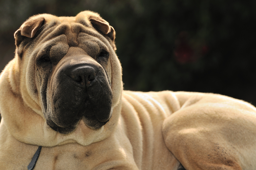 Shar Pei