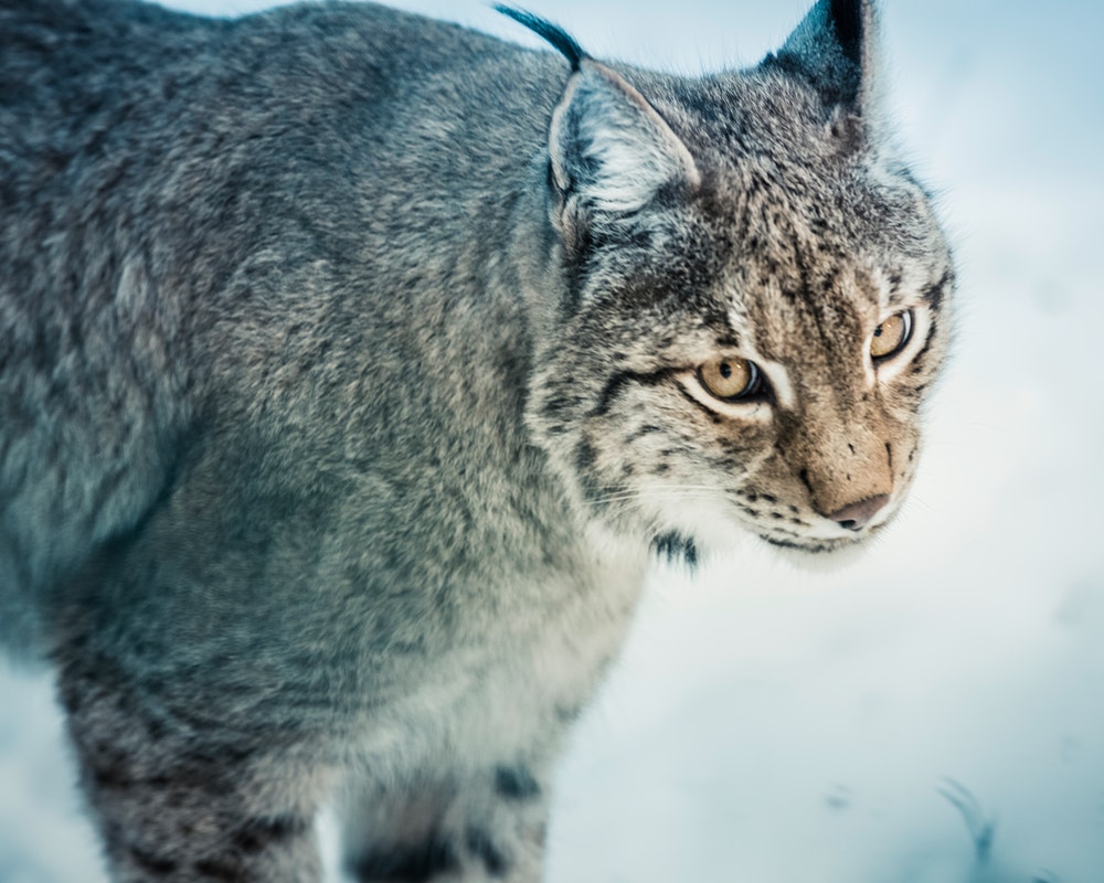 Wildlife In Labrador