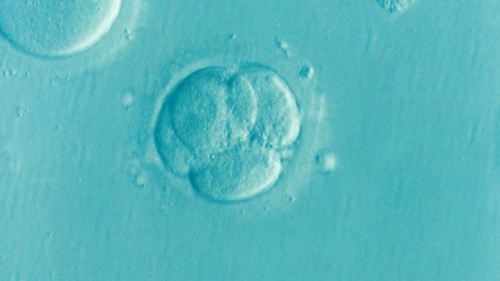 Single Embryo Splitting