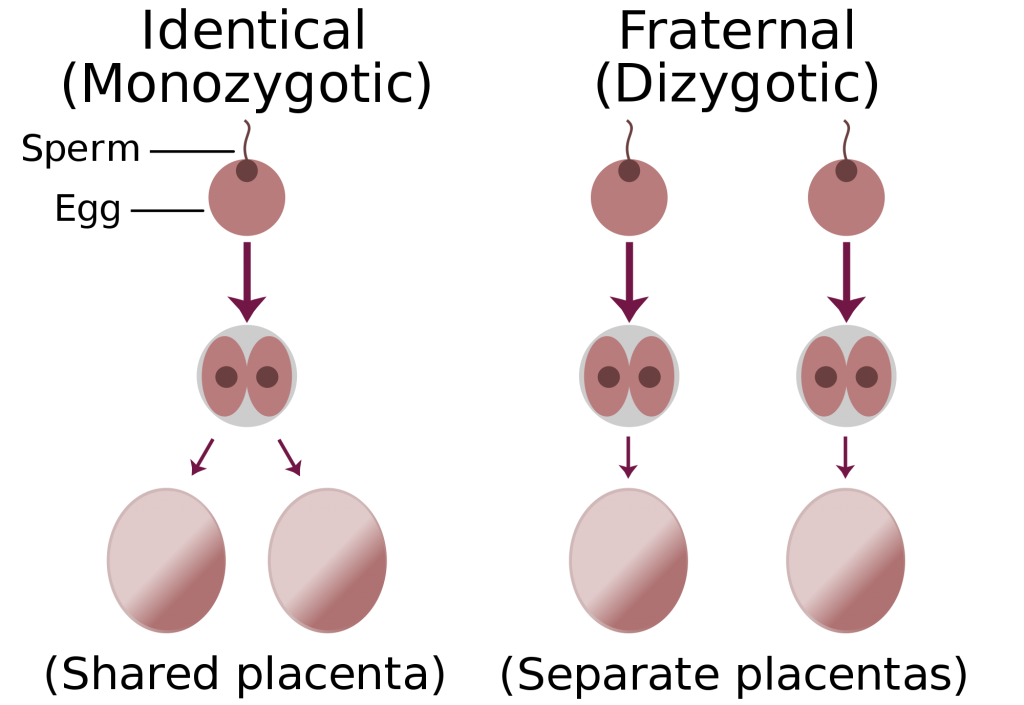 Identical Vs. Fraternal Twins Chart