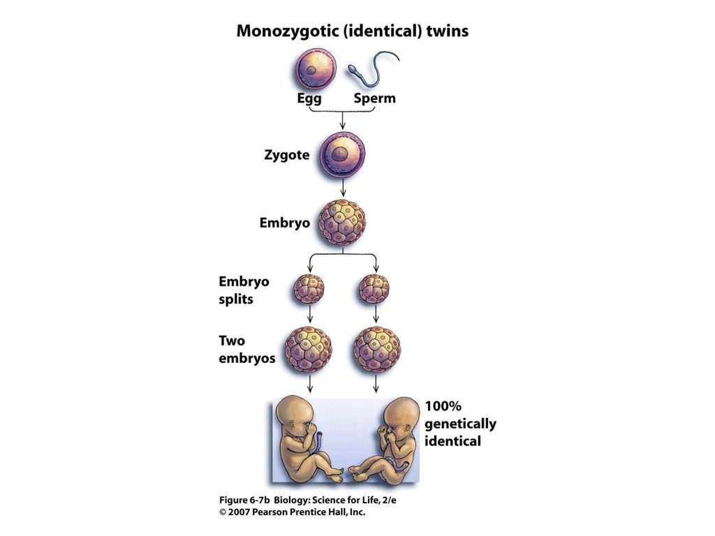 Identical Twin Formation