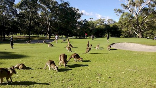 Round Of Golf?