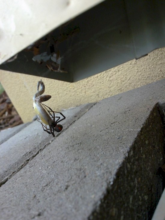 Spider Eating A Snake