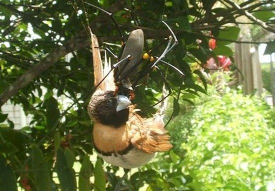 Snake Eating A Bird