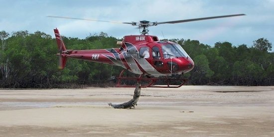 Crocodile Chasing A Helicopter