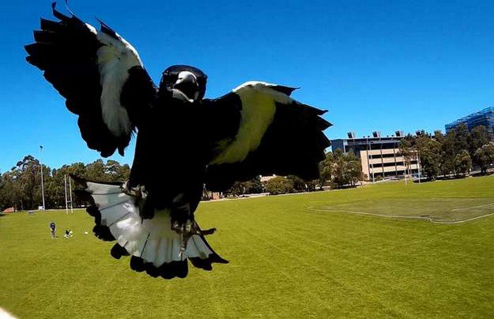 Crazy Magpie