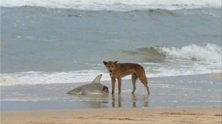 Dingo Eating A Shark