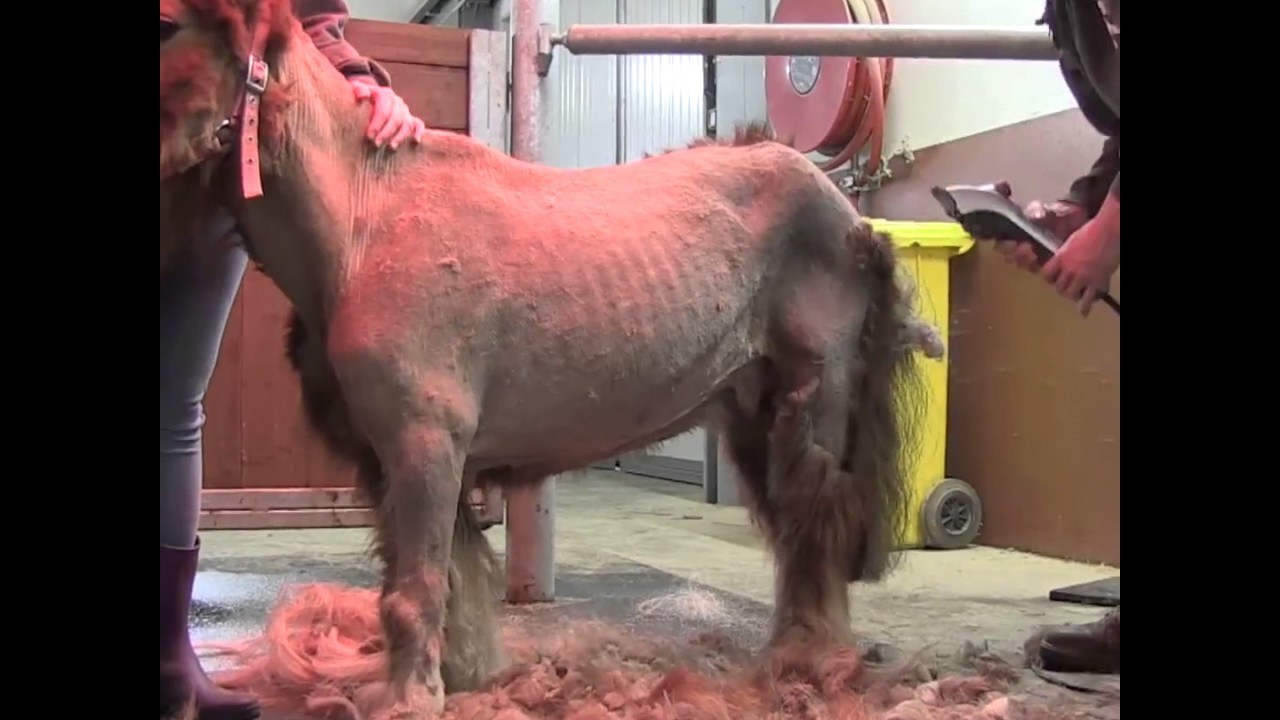 Rescuers Shearing/Cleaning Polly