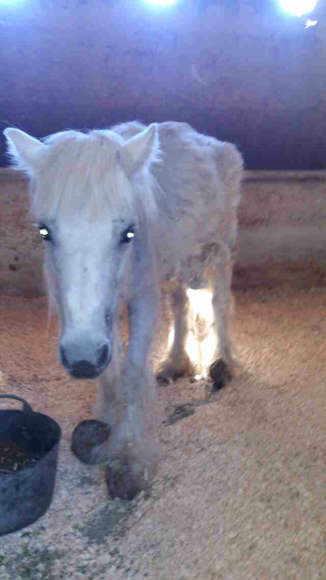 A Very Malnourished Pony