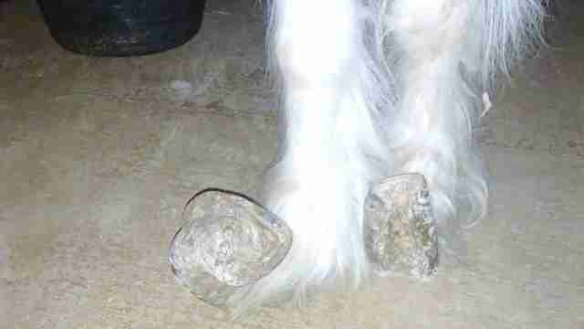 A Close-up of Her Overgrown Hooves