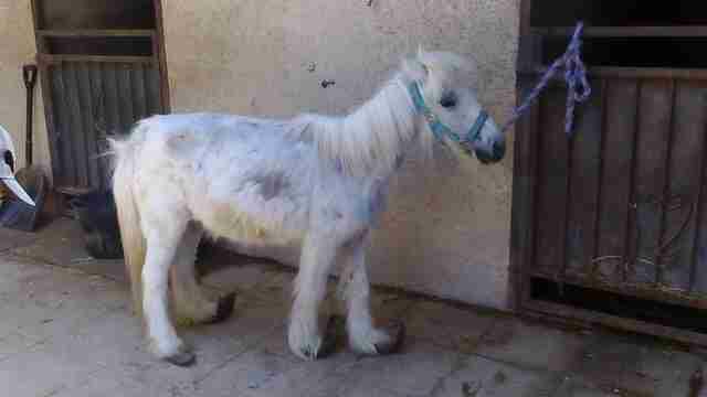 Annie Standing on Manicured Hooves for the First Time