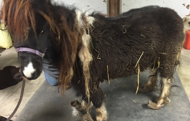 One of the Miniature Horses Saved from Its Indiana Home