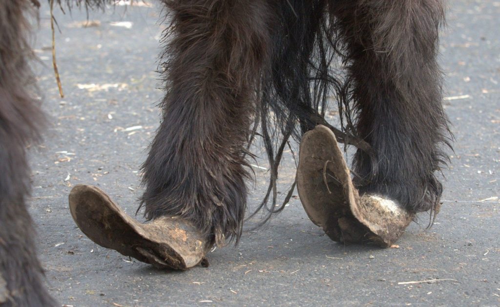 Pony’s Nails Were so Long He Couldn’t Walk Gadgetheory