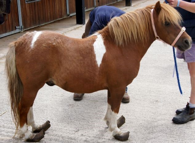 A Miniature Horse with Excessively Long Hooves Before Having Them Trimmed