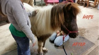 “Hope” the Miniature Horse with Trimmed Hooves