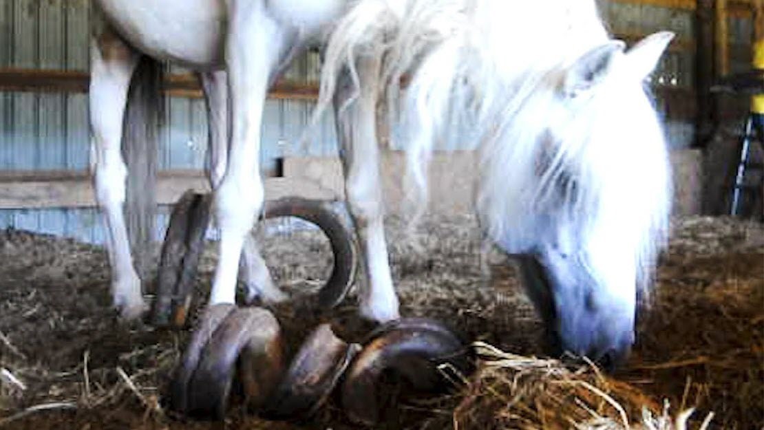 An Overgrown Set of Hooves on a White Horse