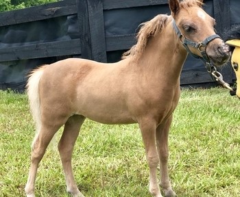 Picture of a Miniature Mare for Comparison