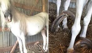 A Side-by-side Photo of the Emaciation and Long Nails on Quest