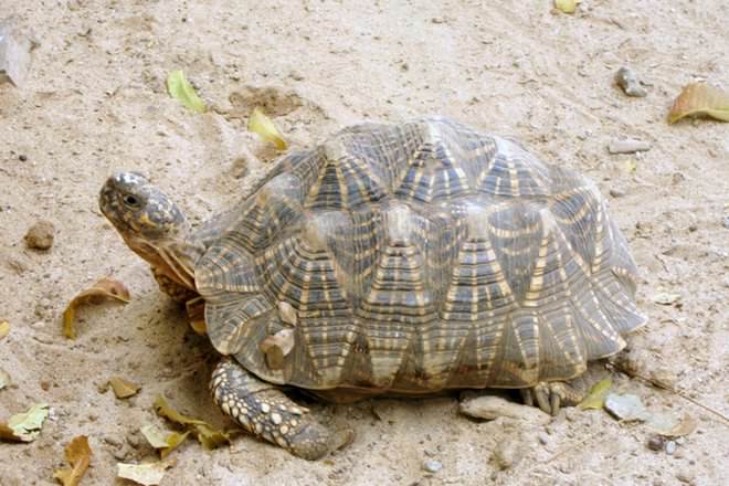 Tortoise Or Turtle?