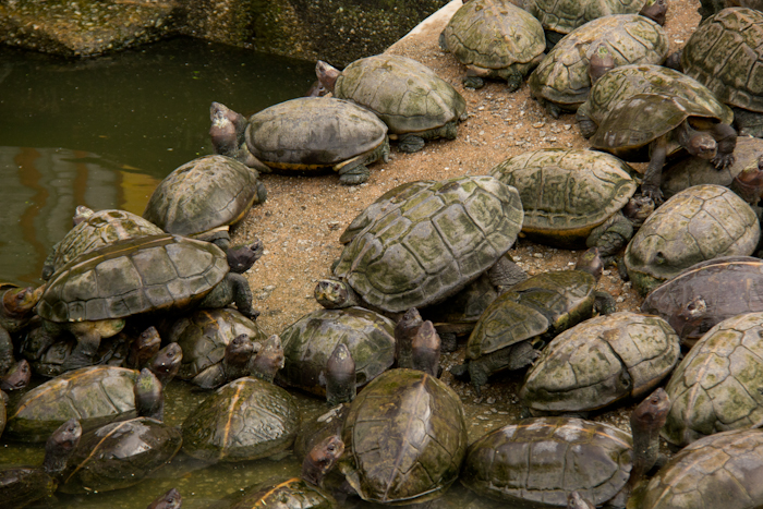 A Group Of Turtles