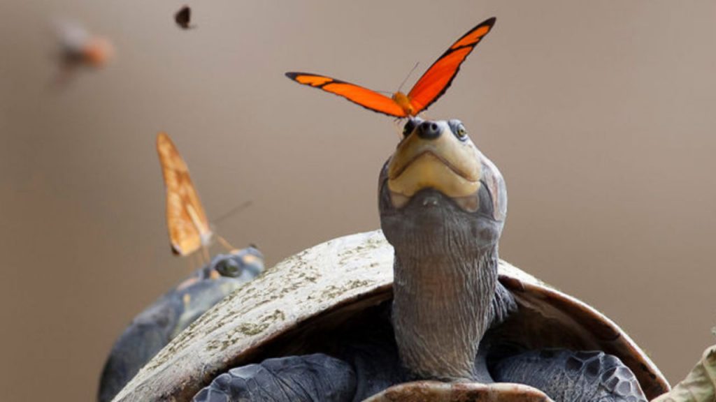 Butterfly Drinking Turtle Tears