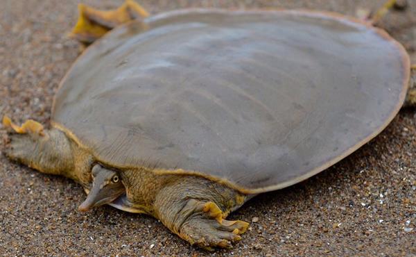 Asian Softshell Turtle