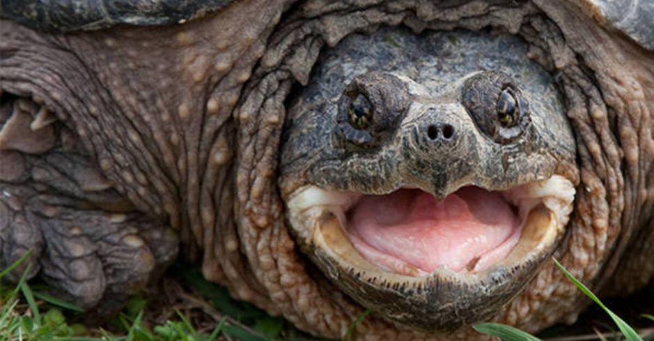 Snapping Turtle