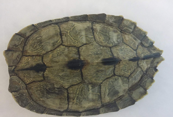 Turtle Born with Exposed Heart | Gadgetheory