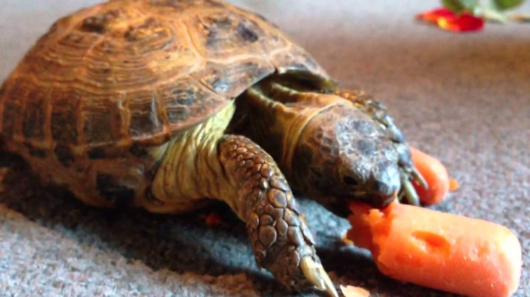 Turtle Born With Exposed Heart 