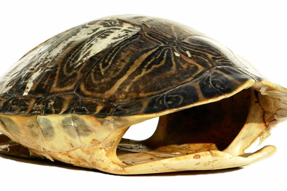 An Isolated Turtle Shell