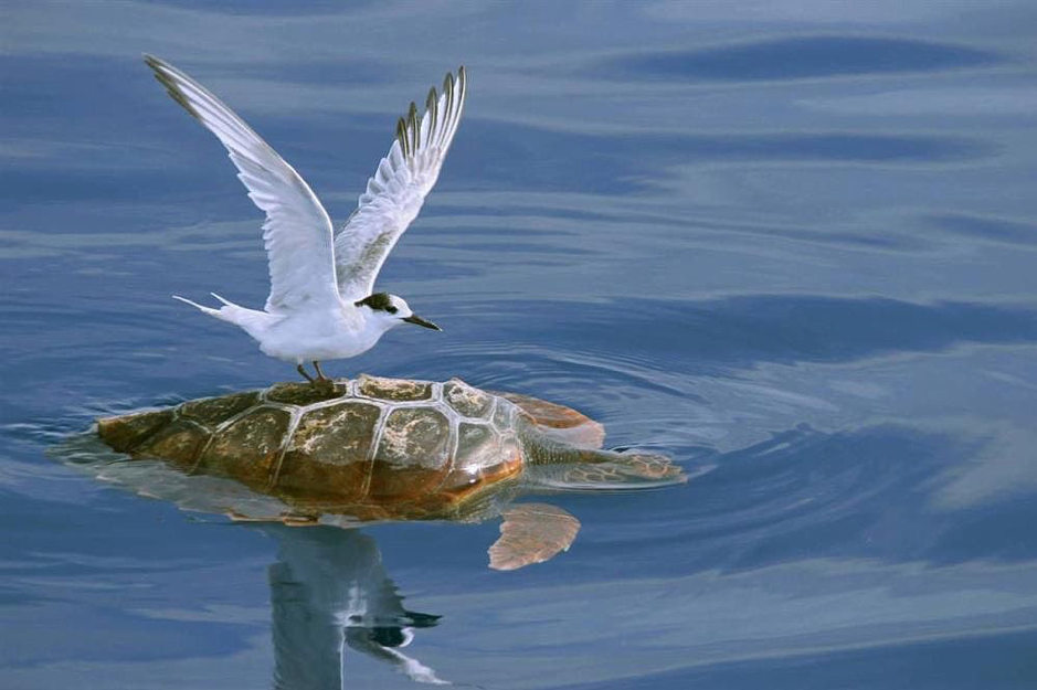 Sea Gull Atop A Turtle