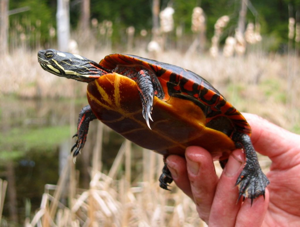 Painted Turtle