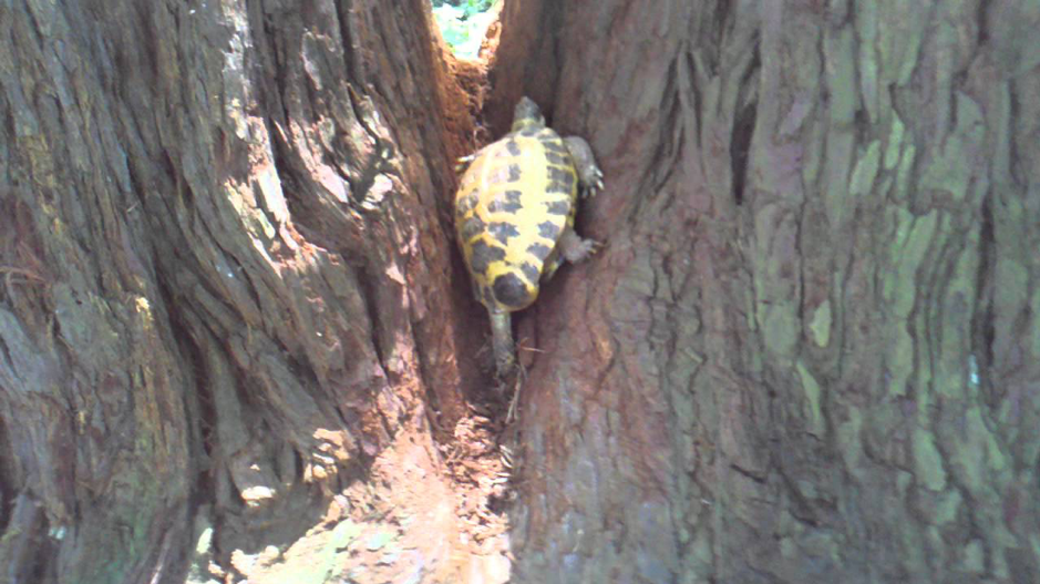 Tortoise Climbing A Tree