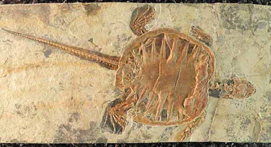 Turtle Fossil