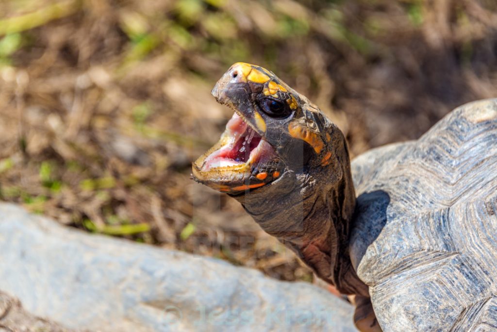 Turtle Open Mouth