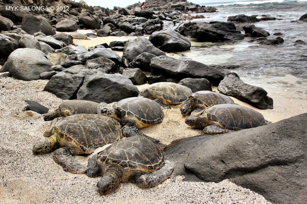 Group Of Turtles