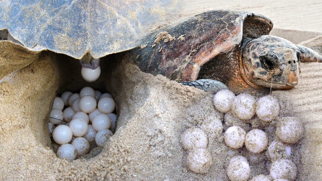 Sea Turtle Eggs