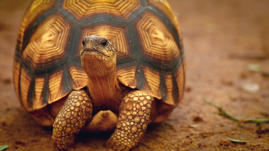 Ploughshare Tortoise