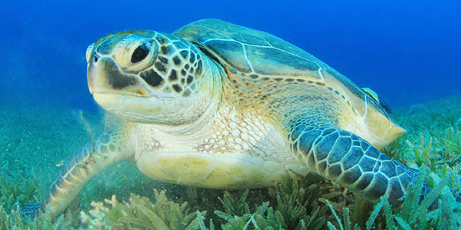 Sea Turtle