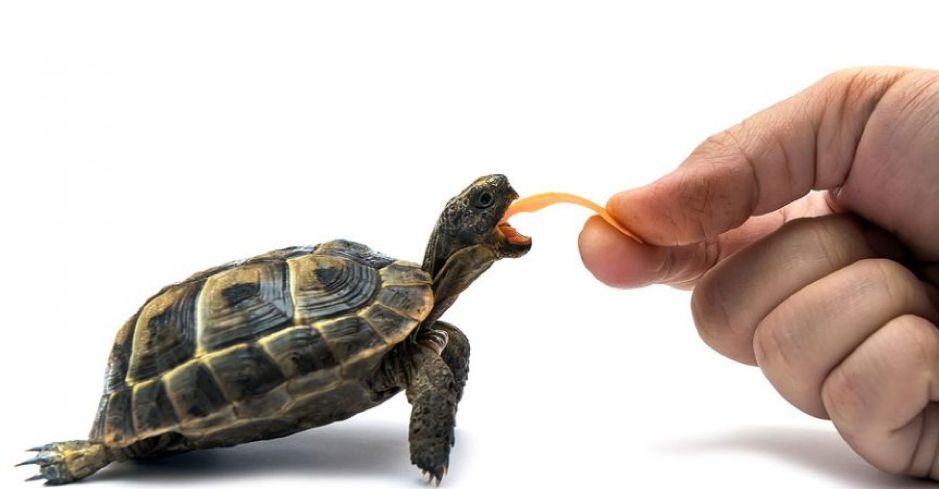 A Turtle Being Fed