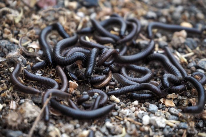 Black Portuguese Millipedes