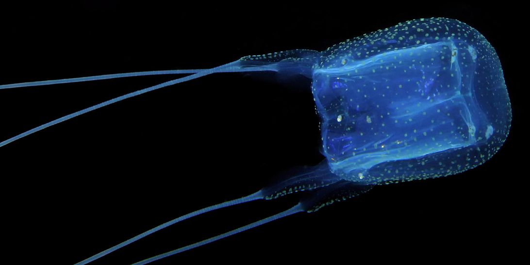 box jellyfish species