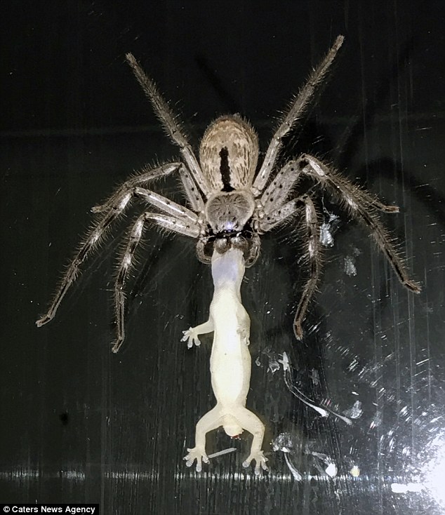 Lizard Eating Spider