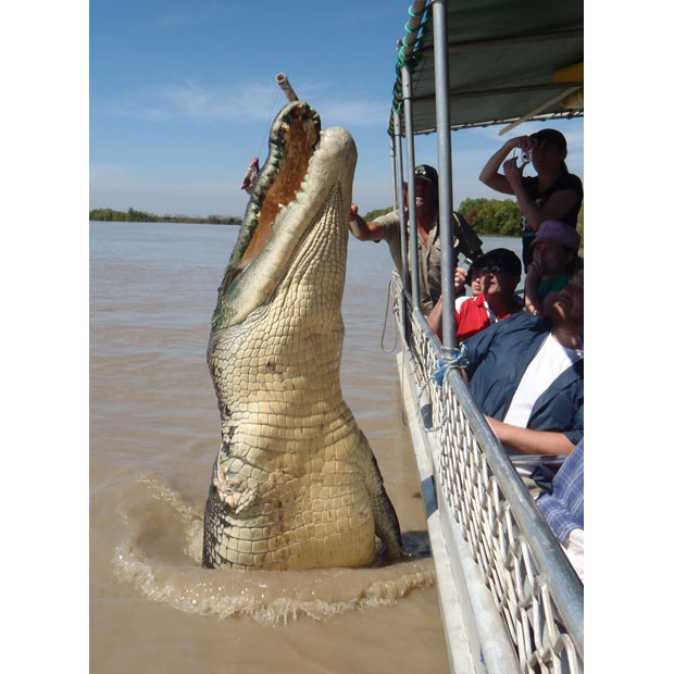 Salt Water Crocodile