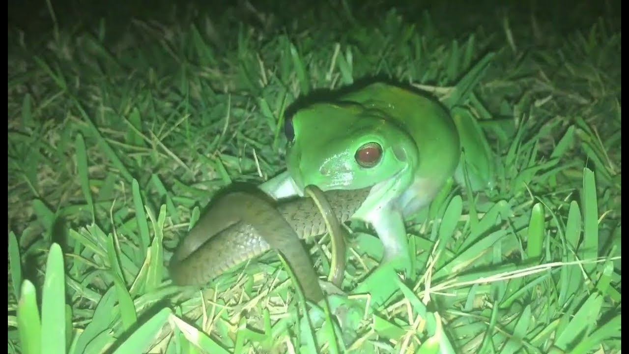 Snake Eating Frog